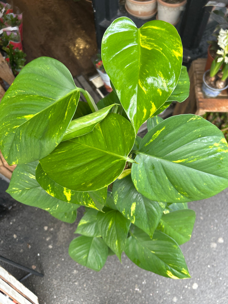 A Devils Ivy plant on a Mosspole in front of Urban Tropicana’s Plant Shop in Chiswick London