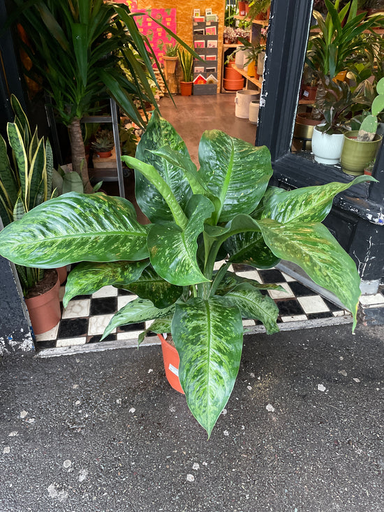 Dieffenbachia Memoria Corsii with large, vibrant green leaves featuring white variegated patterns, showcased as a tropical indoor houseplant, Chiswick, Urban Tropicana 