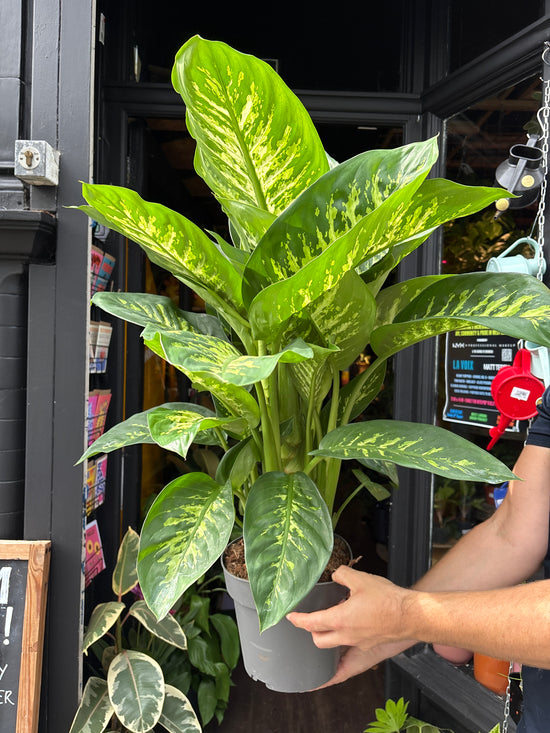 A Dieffenbachia Reeva plant in front of Urban Tropicana’s Plant Shop in Chiswick London