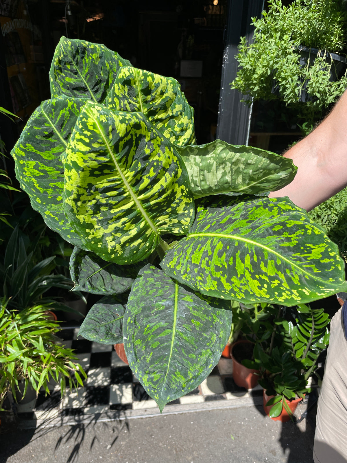 Dieffenbachia Reflector also known as a Dumb Cane plant in front of Urban Tropicana’s store in Chiswick, London