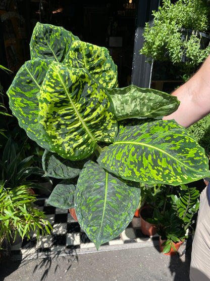 Dieffenbachia Reflector also known as a Dumb Cane plant in front of Urban Tropicana’s store in Chiswick, London