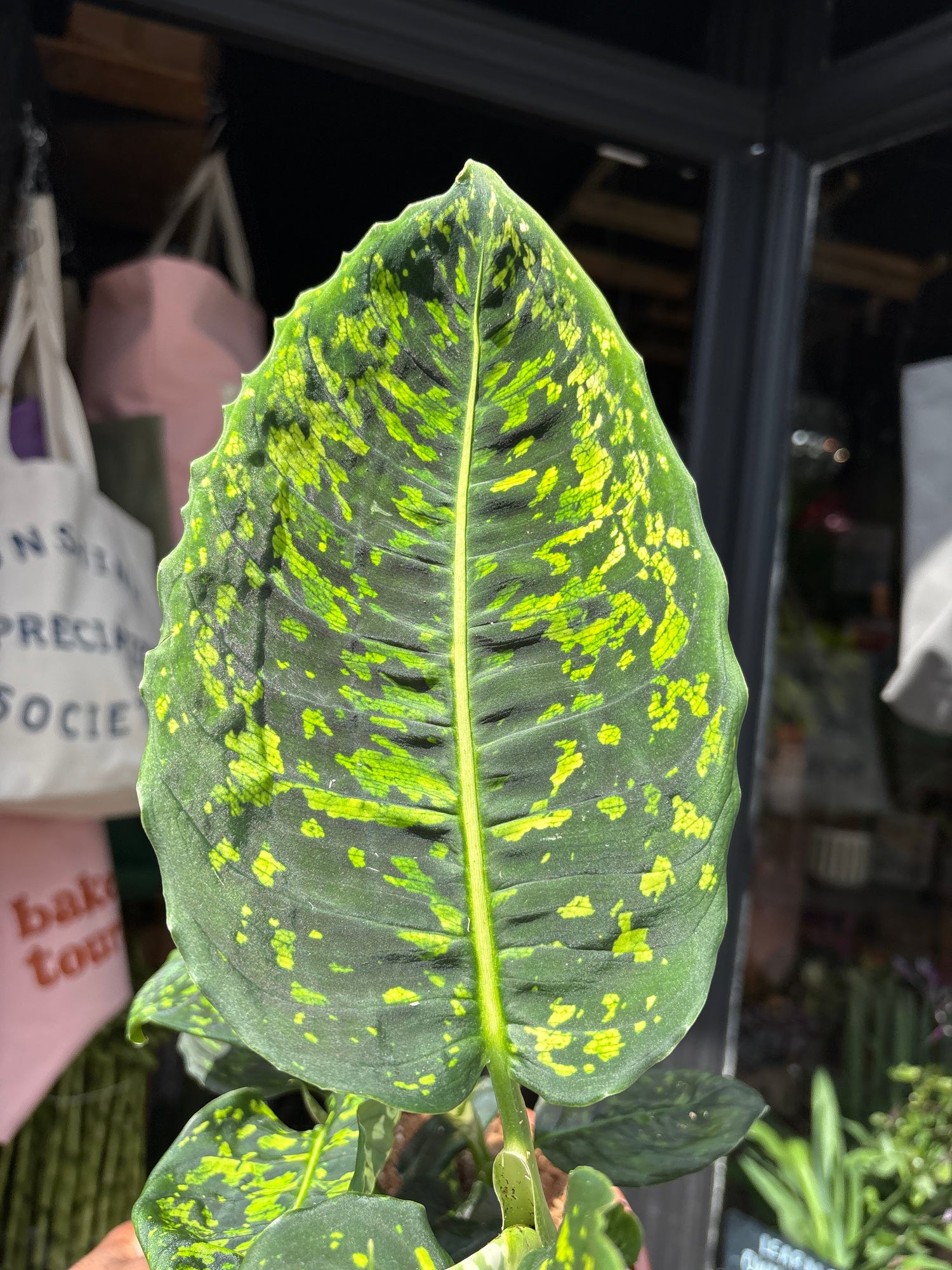 Dieffenbachia Reflector also known as a Dumb Cane plant in front of Urban Tropicana’s store in Chiswick, London