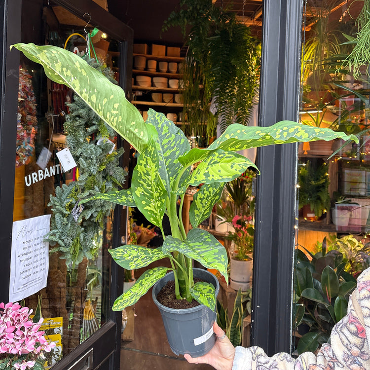 A Dieffenbachia Spotty in front of Urban Tropicana’s Plant Shop in Chiswick London