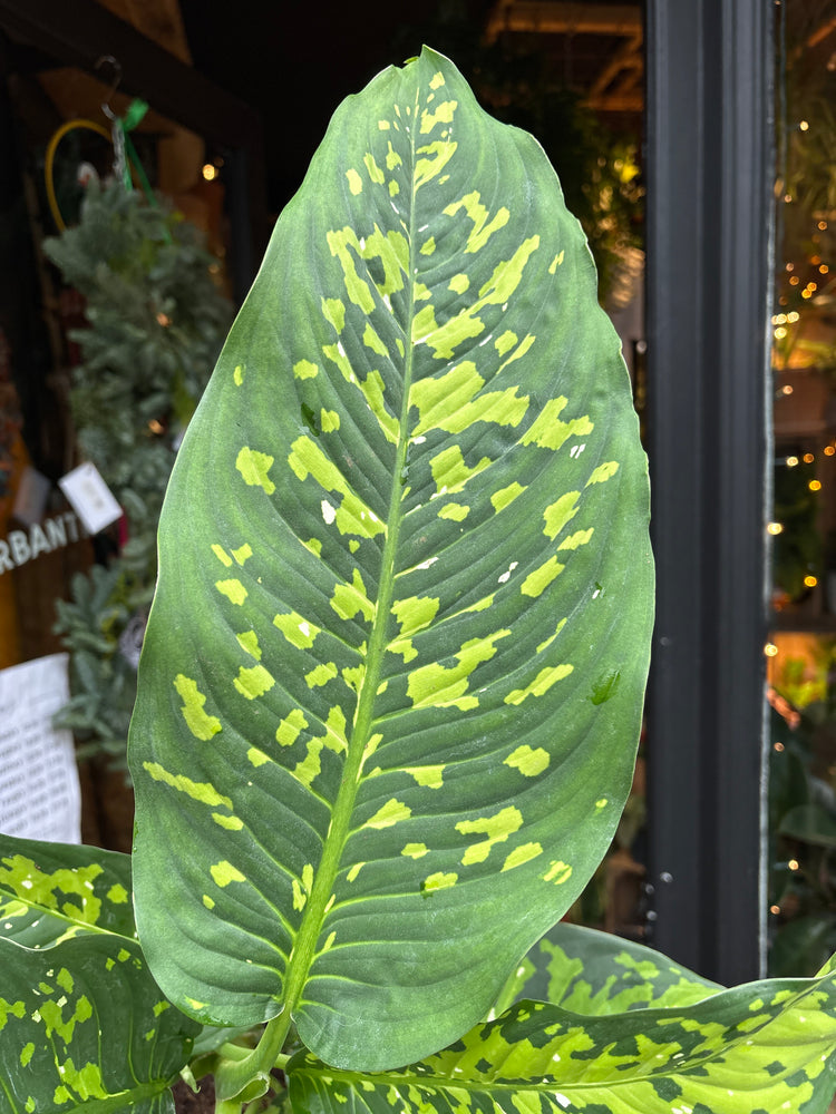 A Dieffenbachia Spotty in front of Urban Tropicana’s Plant Shop in Chiswick London