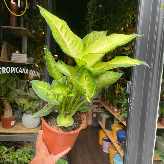 A Dieffenbachia Summer Style plant, also know as a Dumb Cane, in front of Urban Tropicana&