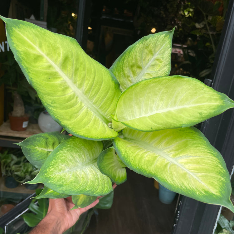 A Dieffenbachia Summer Style plant, also know as a Dumb Cane, in front of Urban Tropicana&