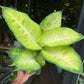 A Dieffenbachia Summer Style plant, also know as a Dumb Cane, in front of Urban Tropicana&