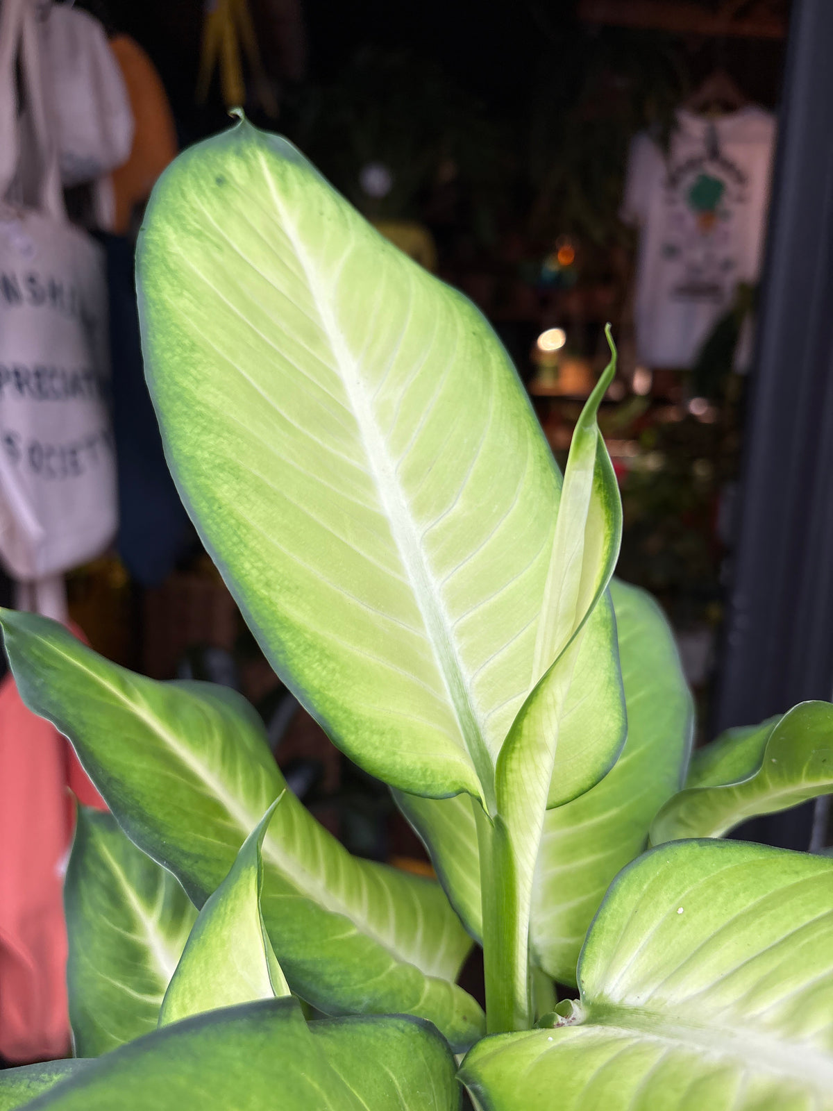 A Dieffenbachia Summer Style plant, also know as a Dumb Cane, in front of Urban Tropicana&