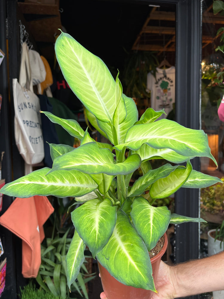 A Dieffenbachia Summer Style plant, also know as a Dumb Cane, in front of Urban Tropicana&