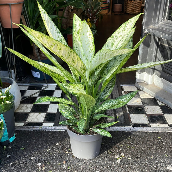 A Dieffenbachia Vesuvius Plant, also known as a Dumb Cane Plant, in front of Urban Tropicana&