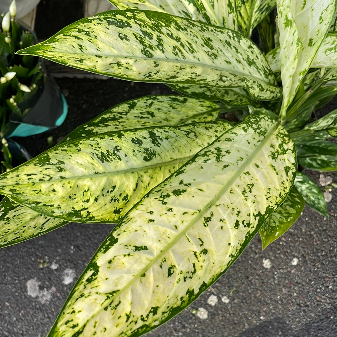 A Dieffenbachia Vesuvius Plant, also known as a Dumb Cane Plant, in front of Urban Tropicana&