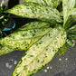 A Dieffenbachia Vesuvius Plant, also known as a Dumb Cane Plant, in front of Urban Tropicana&