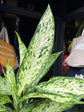 A Dieffenbachia Vesuvius Plant, also known as a Dumb Cane Plant, in front of Urban Tropicana&