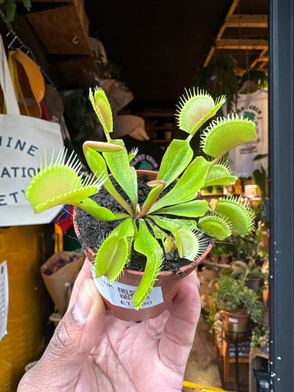 Dionea Muscipula Venus Flytrap in 5.5cm pot outside Urban Tropicana plant shop in Chiswick, London