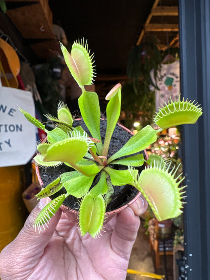 Dionea Muscipula Venus Flytrap in 5.5cm pot outside Urban Tropicana plant shop in Chiswick, London
