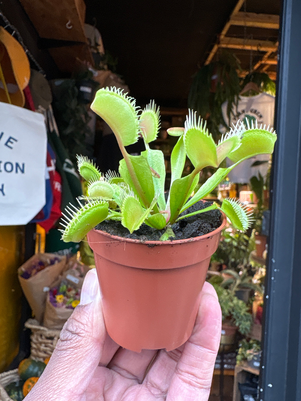 Dionea Muscipula Venus Flytrap in 5.5cm pot outside Urban Tropicana plant shop in Chiswick, London