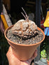 A Dioscorea Elephantipes (commonly known as Elephant’s Foot Plant) plant in front of Urban Tropicana’s plant shop in Chiswick, London