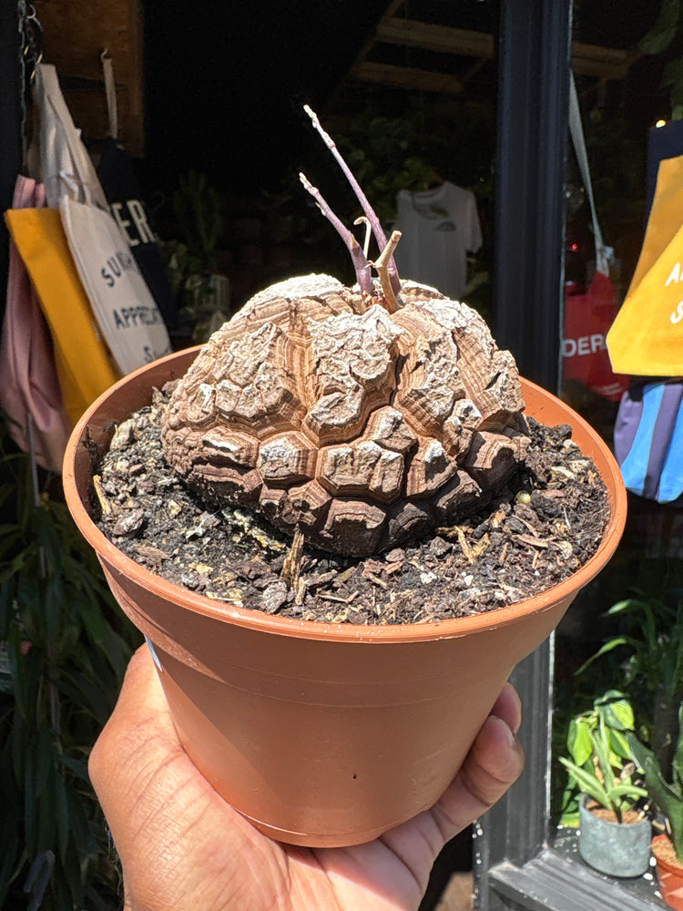 A Dioscorea Elephantipes (commonly known as Elephant’s Foot Plant) plant in front of Urban Tropicana’s plant shop in Chiswick, London