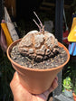 A Dioscorea Elephantipes (commonly known as Elephant’s Foot Plant) plant in front of Urban Tropicana’s plant shop in Chiswick, London