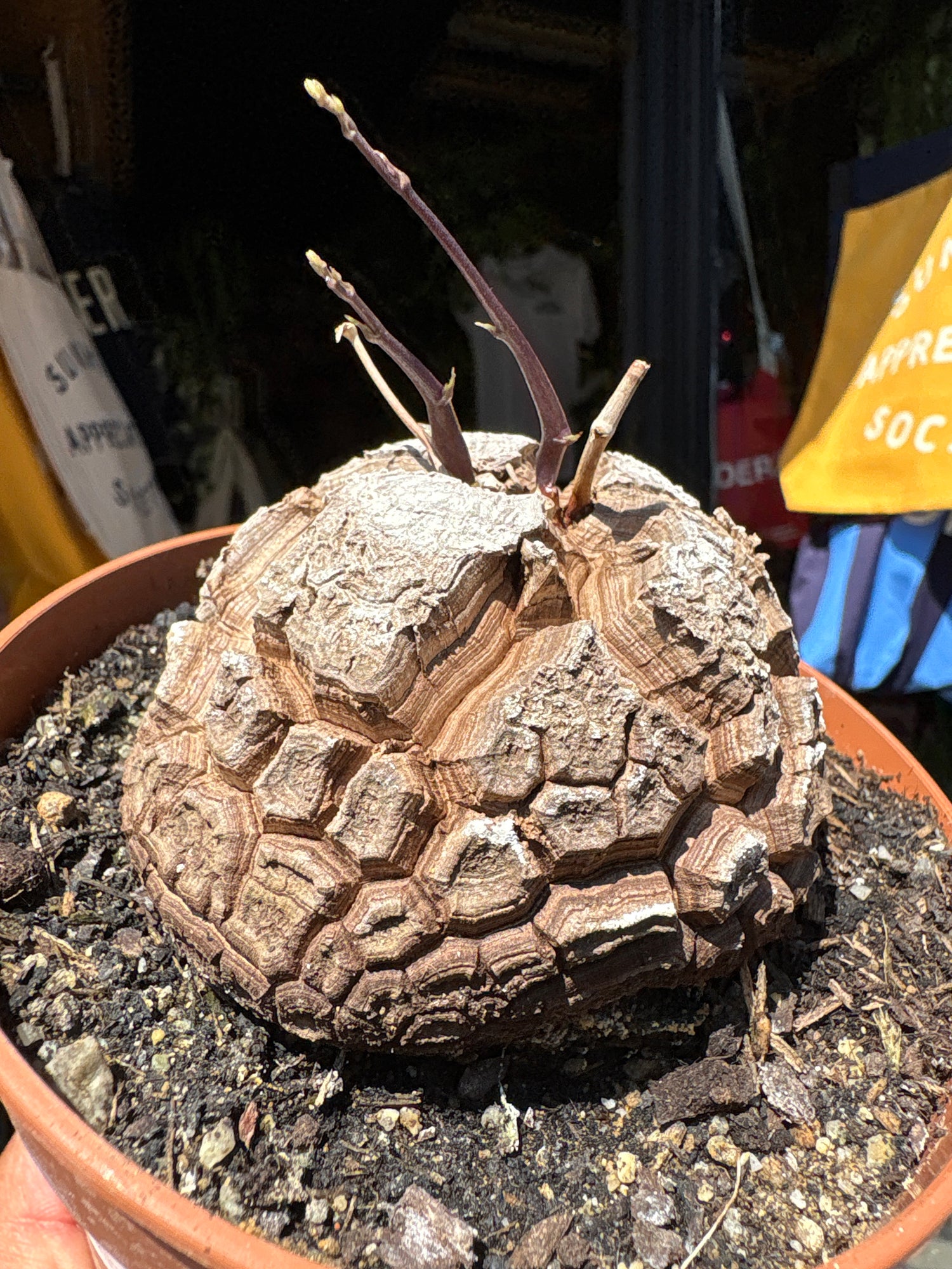 A Dioscorea Elephantipes (commonly known as Elephant’s Foot Plant) plant in front of Urban Tropicana’s plant shop in Chiswick, London