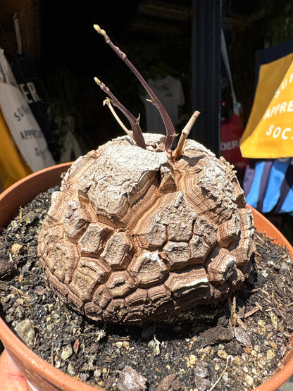 A Dioscorea Elephantipes (commonly known as Elephant’s Foot Plant) plant in front of Urban Tropicana’s plant shop in Chiswick, London
