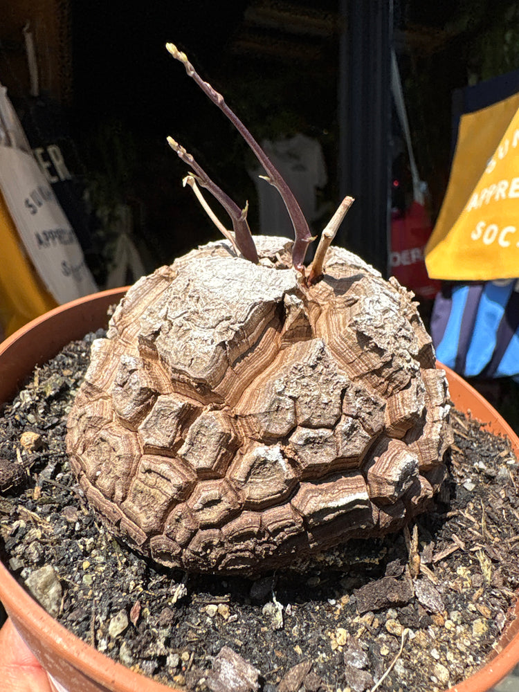 A Dioscorea Elephantipes (commonly known as Elephant’s Foot Plant) plant in front of Urban Tropicana’s plant shop in Chiswick, London