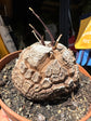 A Dioscorea Elephantipes (commonly known as Elephant’s Foot Plant) plant in front of Urban Tropicana’s plant shop in Chiswick, London