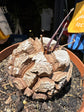 A Dioscorea Elephantipes (commonly known as Elephant’s Foot Plant) plant in front of Urban Tropicana’s plant shop in Chiswick, London