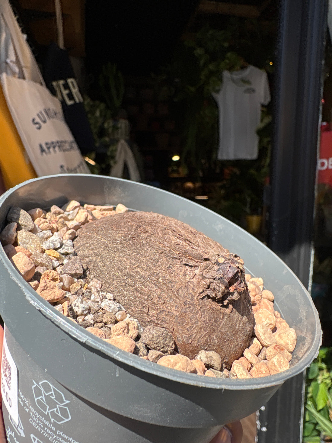 A Dioscorea Elephantipes (commonly known as Elephant’s Foot Plant) plant in front of Urban Tropicana’s plant shop in Chiswick, London