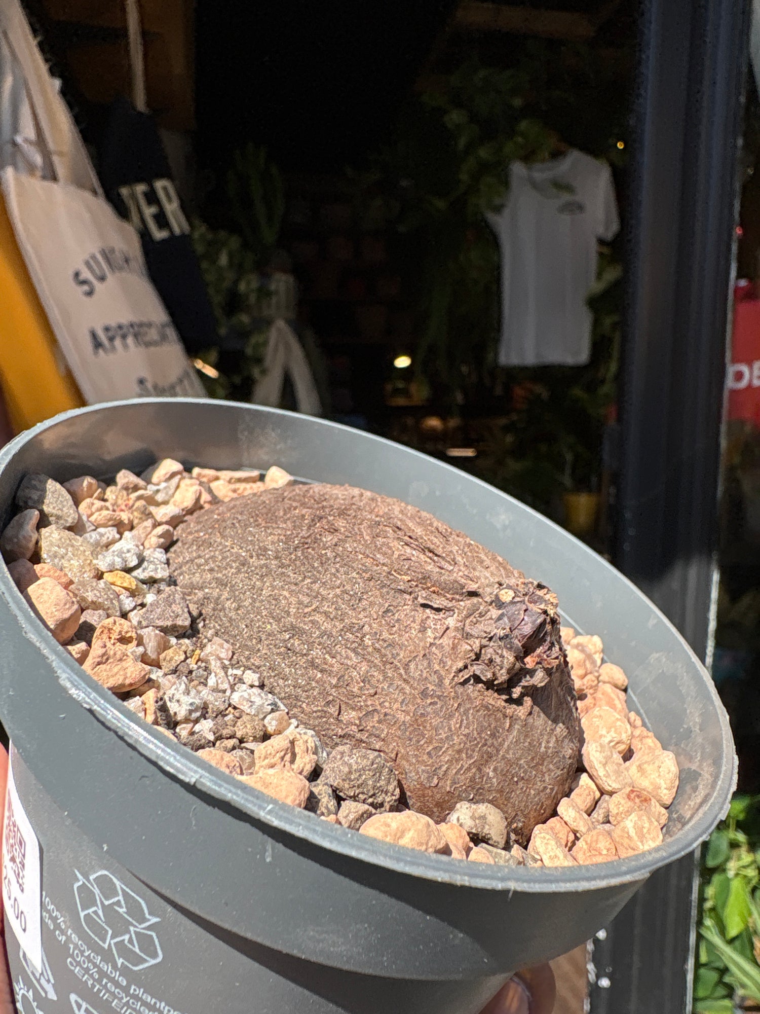 A Dioscorea Elephantipes (commonly known as Elephant’s Foot Plant) plant in front of Urban Tropicana’s plant shop in Chiswick, London