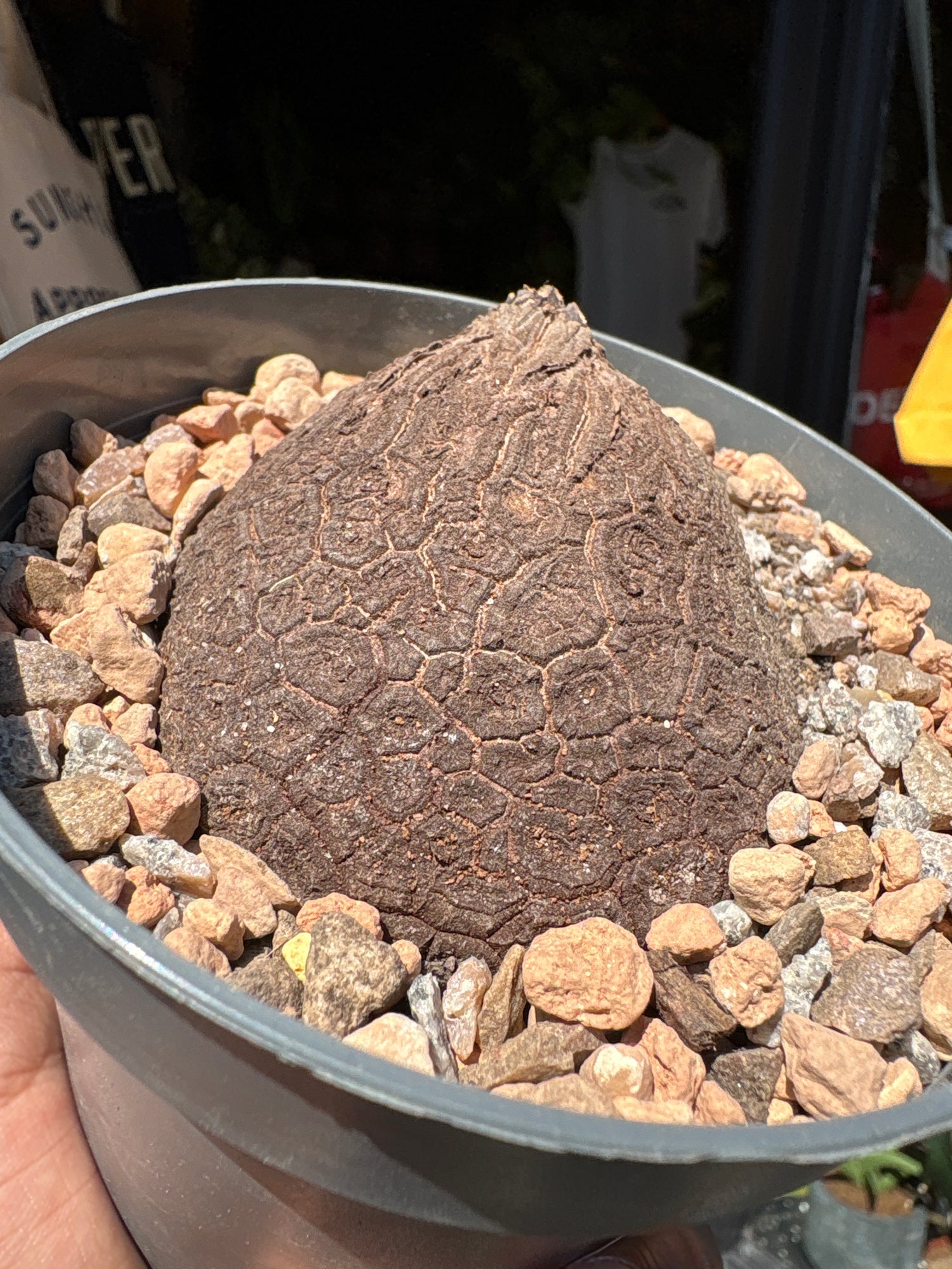A Dioscorea Elephantipes (commonly known as Elephant’s Foot Plant) plant in front of Urban Tropicana’s plant shop in Chiswick, London