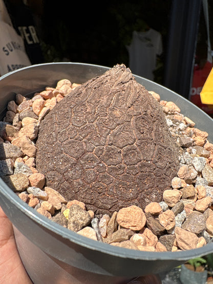 A Dioscorea Elephantipes (commonly known as Elephant’s Foot Plant) plant in front of Urban Tropicana’s plant shop in Chiswick, London