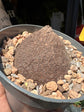A Dioscorea Elephantipes (commonly known as Elephant’s Foot Plant) plant in front of Urban Tropicana’s plant shop in Chiswick, London