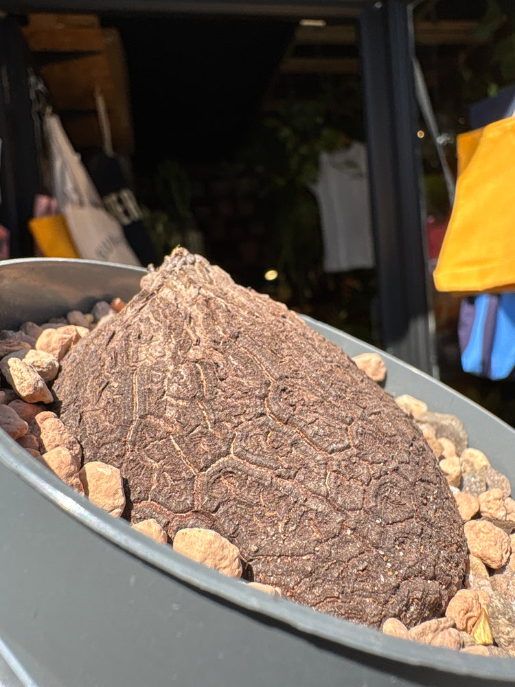 A Dioscorea Elephantipes (commonly known as Elephant’s Foot Plant) plant in front of Urban Tropicana’s plant shop in Chiswick, London