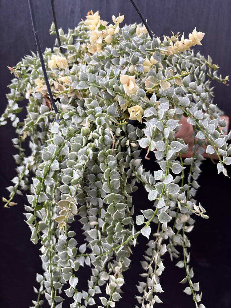 Close-up of a plant with white and green leaves against a dark background