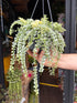 Dischidia ruscifolia variegata in 14cm hanging pot outside Urban Tropicana plant shop in Chiswick, London