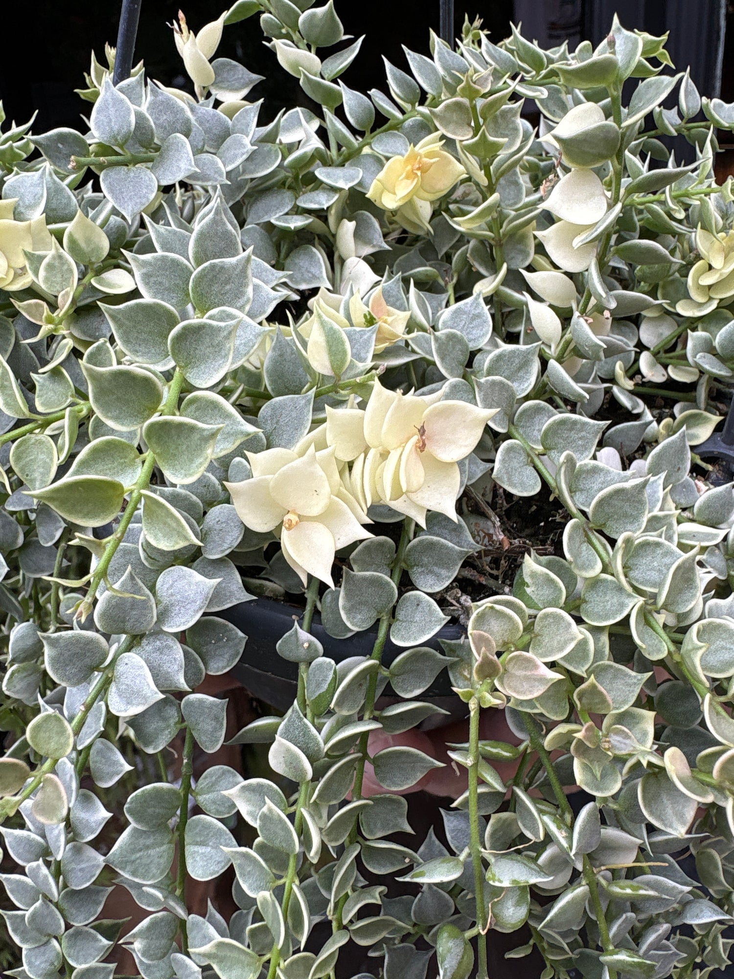 Dischidia ruscifolia variegata in 14cm hanging pot outside Urban Tropicana plant shop in Chiswick, London