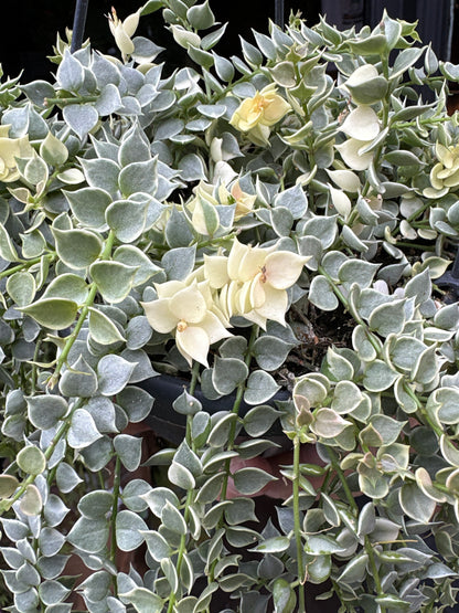 Dischidia ruscifolia variegata in 14cm hanging pot outside Urban Tropicana plant shop in Chiswick, London