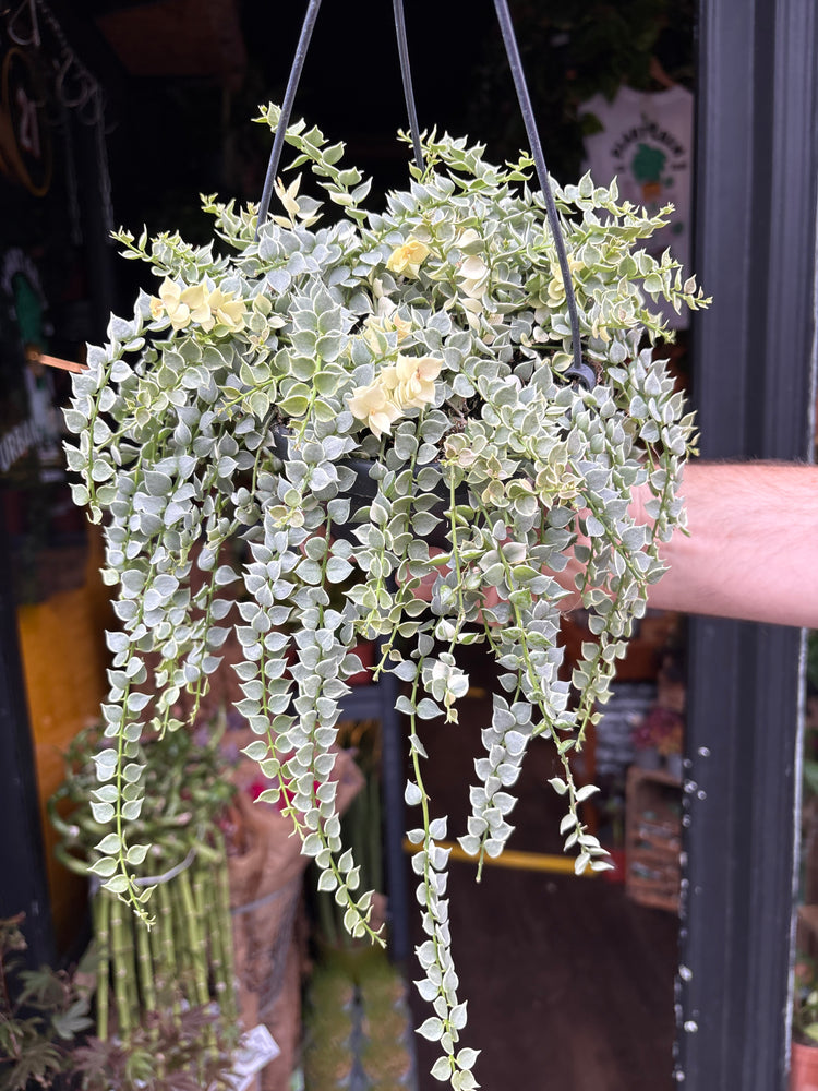 Dischidia ruscifolia variegata in 14cm hanging pot outside Urban Tropicana plant shop in Chiswick, London