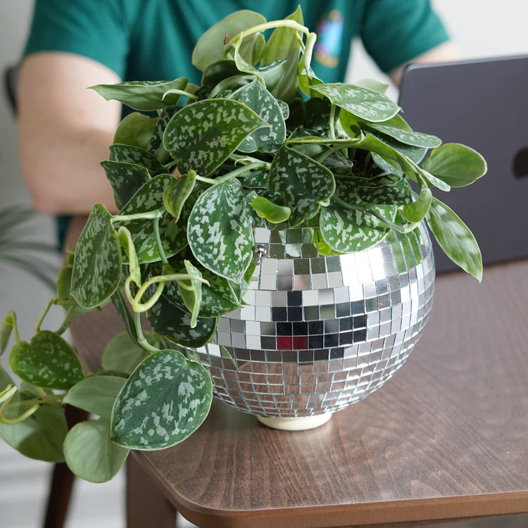 Disco ball hanging planter 8-inch outside Urban Tropicana plant shop in Chiswick, London