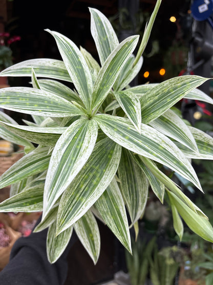 A Dracaena Godseffiana ‘Silver’ plant in front of Urban Tropicana’s Plant Shop in Chiswick London