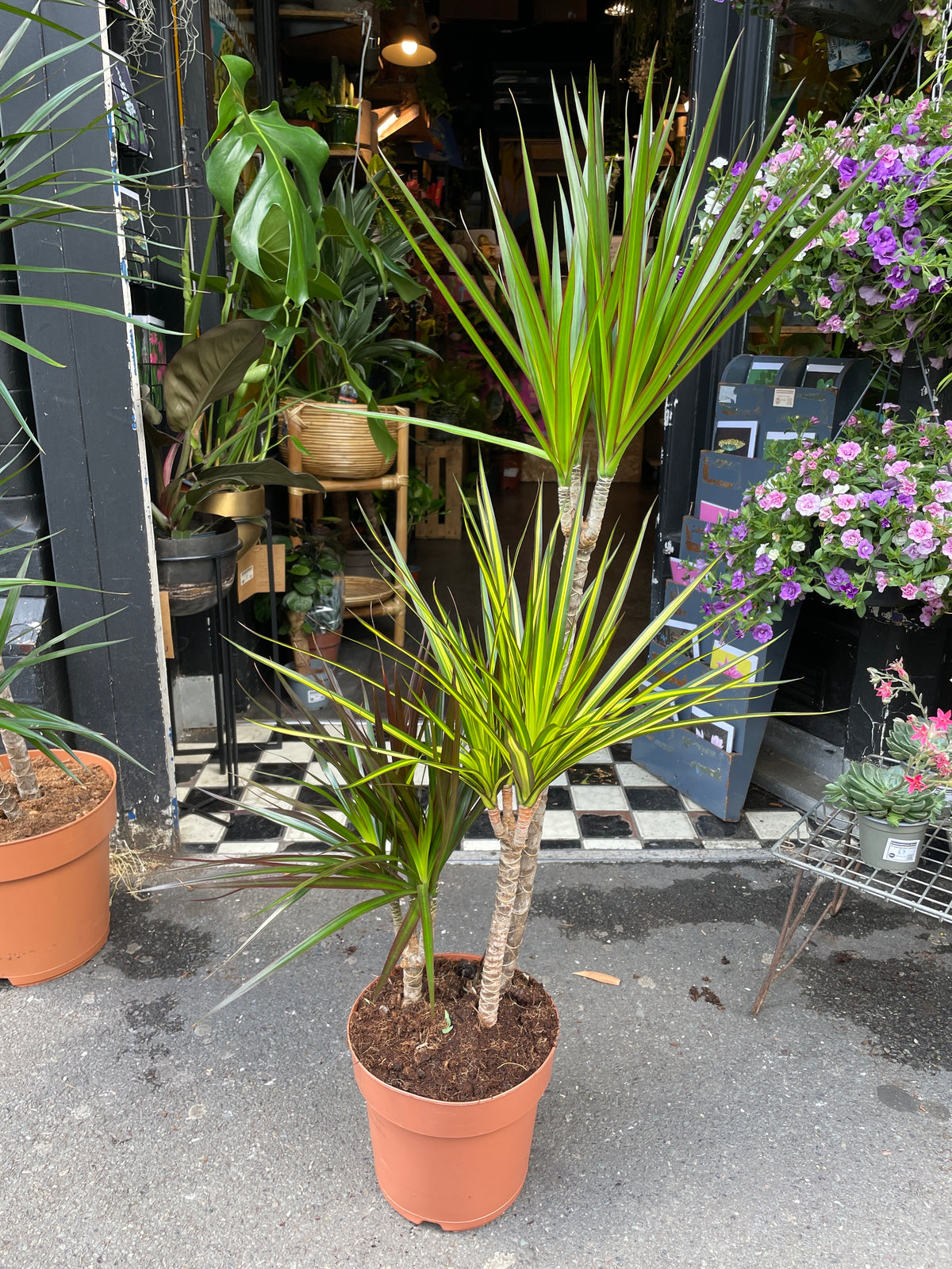 A Dracaena Marginata plant also known as a dragon tree in front of Urban Tropicana&