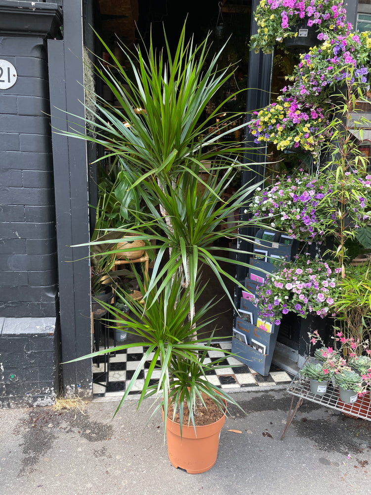 Dracaena Marginata, also known as Madagascar Dragon Tree or Dragon Tree, outside Urban Tropicana, a houseplant store in Chiswick London
