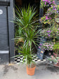 Dracaena Marginata, also known as Madagascar Dragon Tree or Dragon Tree, outside Urban Tropicana, a houseplant store in Chiswick London