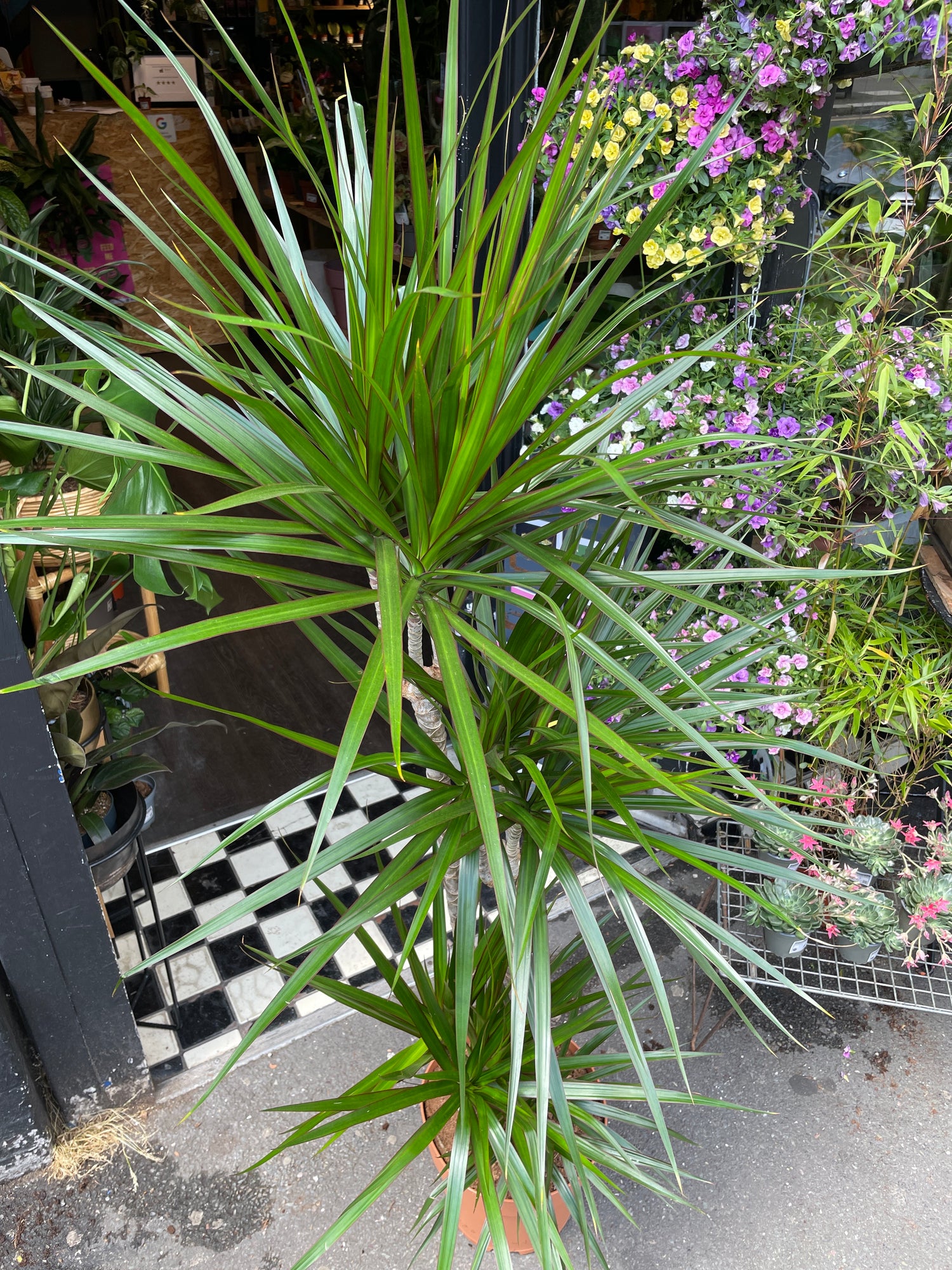 Dracaena Marginata, also known as Madagascar Dragon Tree or Dragon Tree, outside Urban Tropicana, a houseplant store in Chiswick London