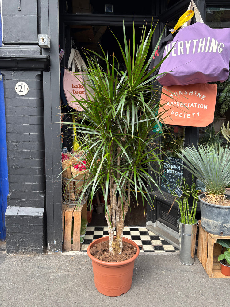 A Dracaena Marginata plant in front of Urban Tropicana’s plant shop in Chiswick, London
