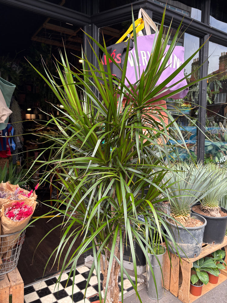 A Dracaena Marginata plant in front of Urban Tropicana’s plant shop in Chiswick, London