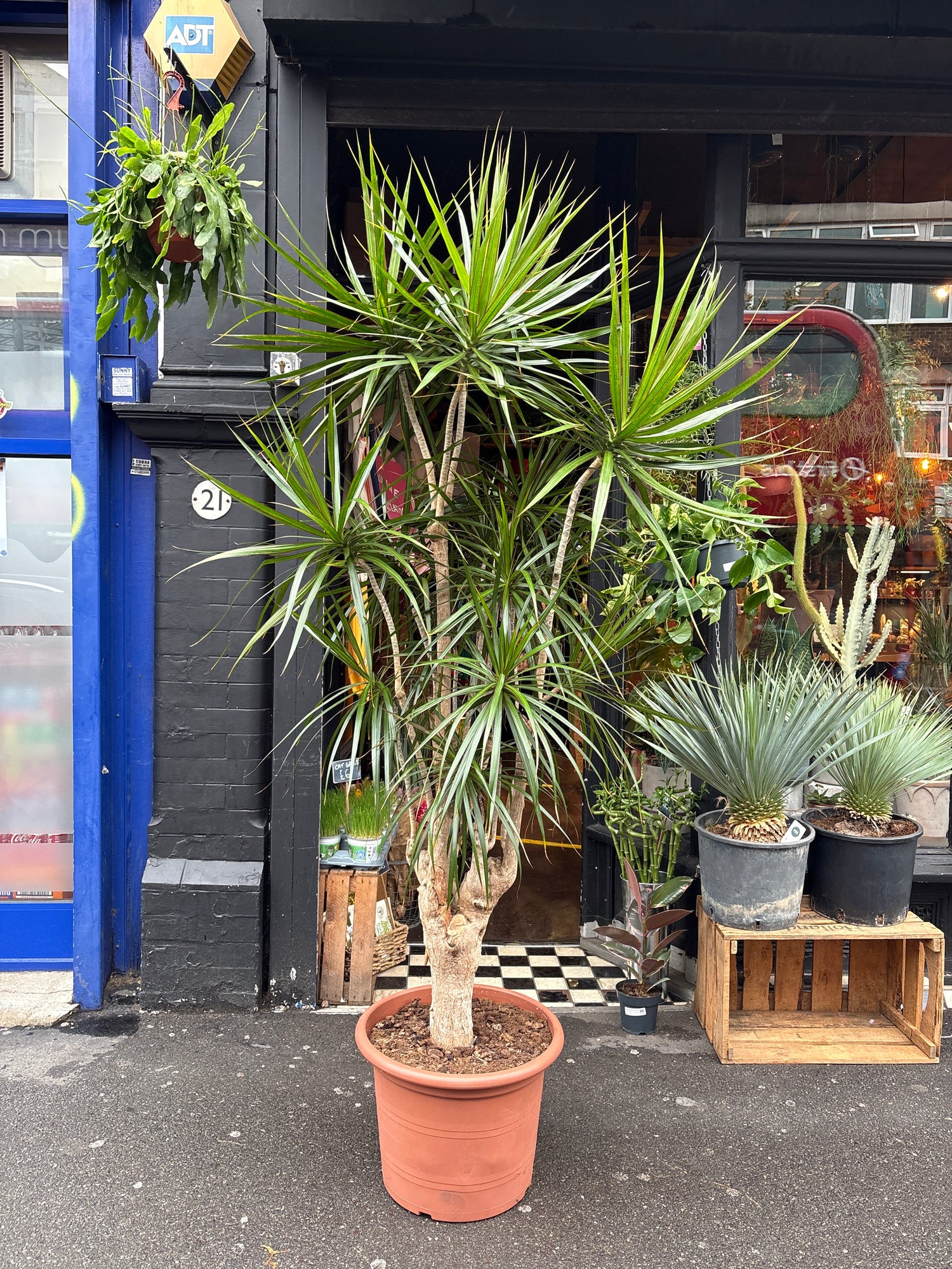 A Dracaena Marginata plant in front of Urban Tropicana’s plant shop in Chiswick, London