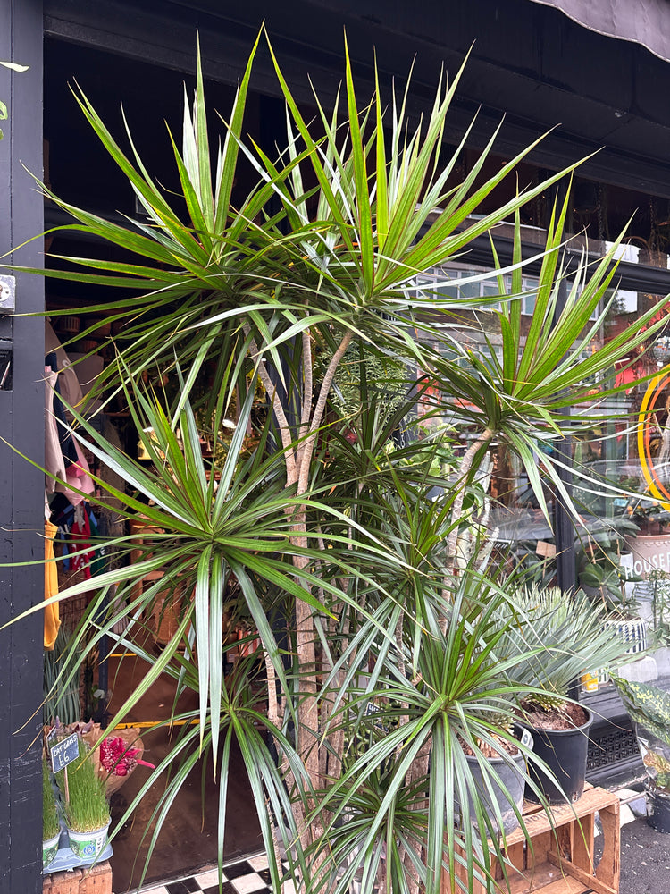 A Dracaena Marginata plant in front of Urban Tropicana’s plant shop in Chiswick, London