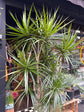 A Dracaena Marginata plant in front of Urban Tropicana’s plant shop in Chiswick, London
